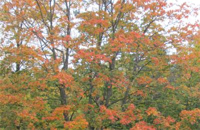 Träd på hösten